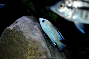 Labidochromis caeruleus 'Nkhata Bay'